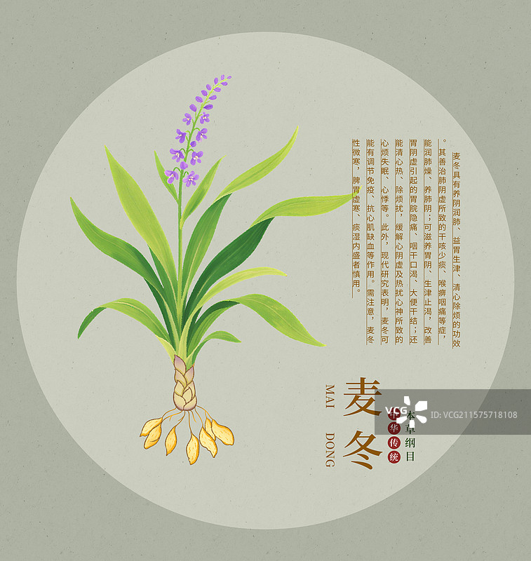手绘水彩中药药材插画麦冬图片素材