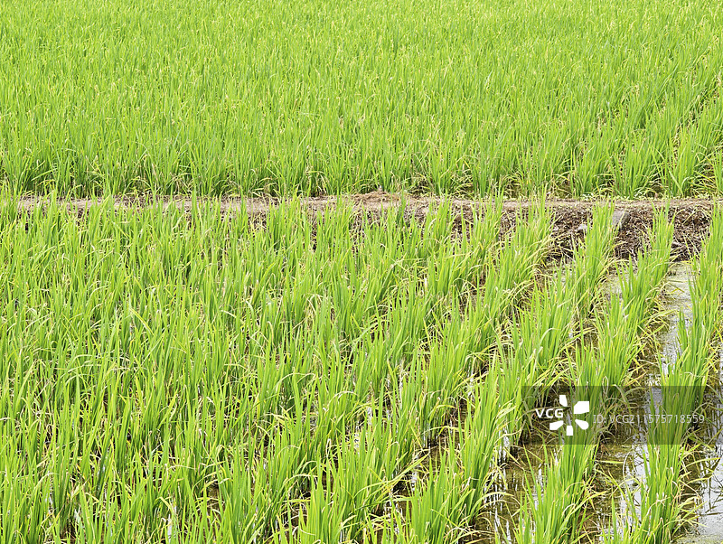 乡村路边田地里绿油油的水稻生长图片素材