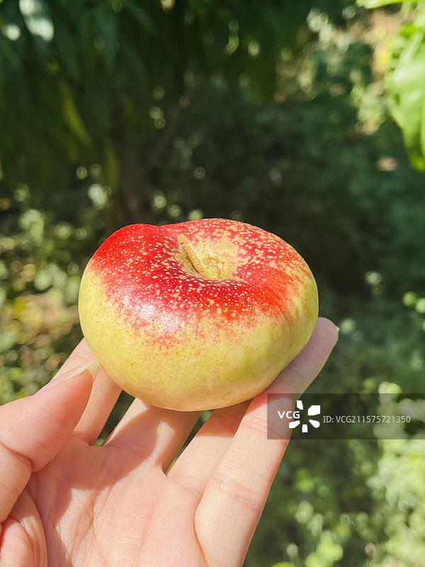 桃林里果园中手捧新鲜蟠桃油桃特写健康减脂瘦身图片素材