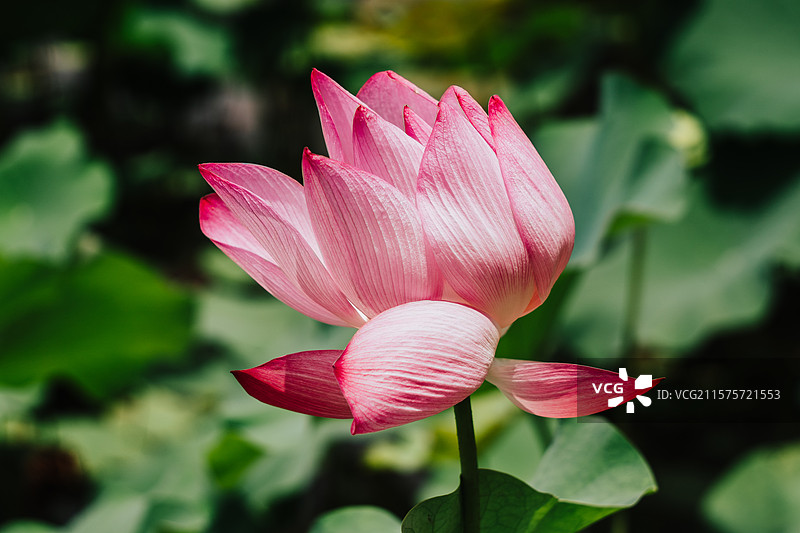 佛山三水荷花世界图片素材