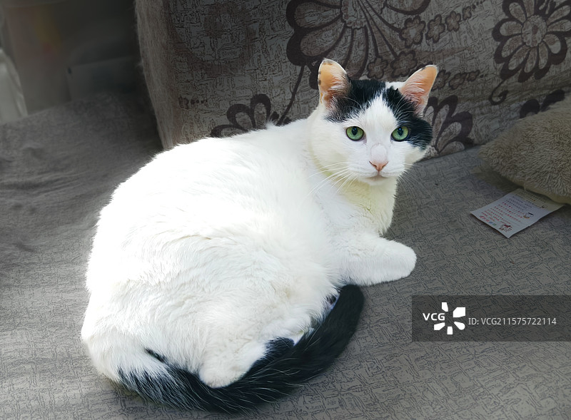 猫咪肖像图片素材