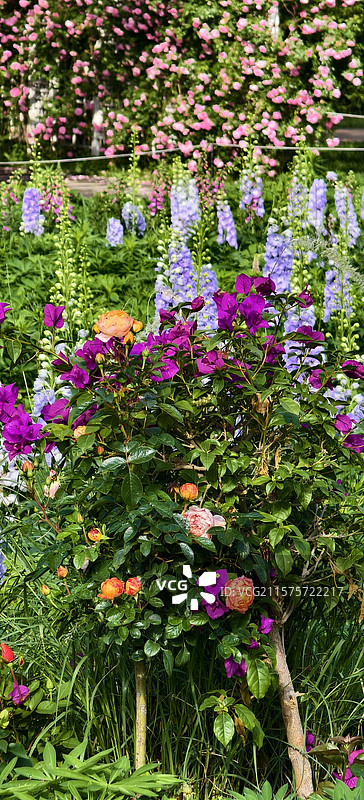 玫瑰，三角梅图片素材