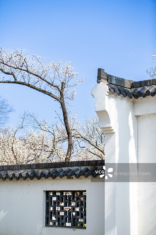 南京玄武湖公园樱洲樱桃园春天樱花盛开图片素材