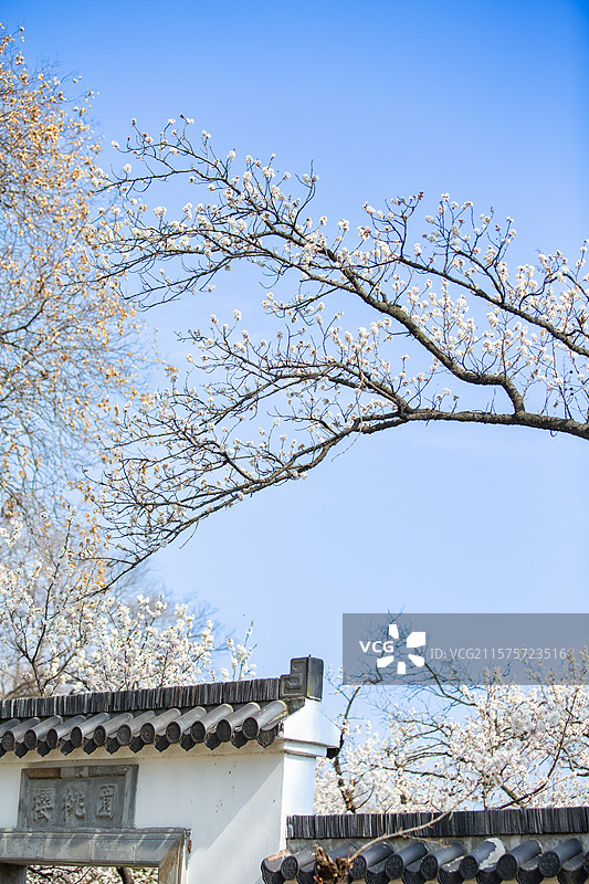 南京玄武湖公园樱洲樱桃园春天樱花盛开图片素材