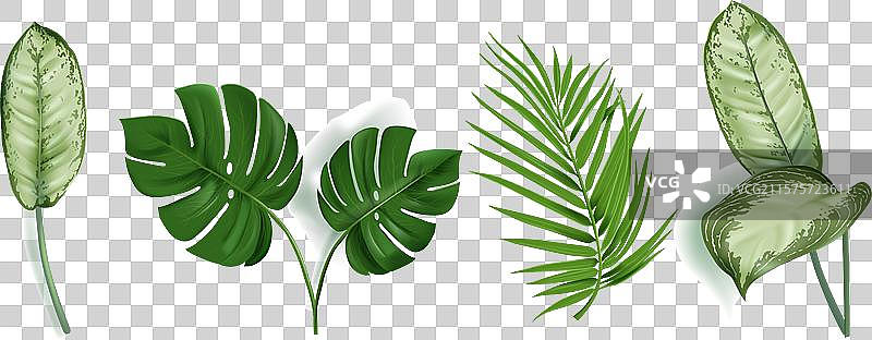 逼真的绿色热带叶子图片素材