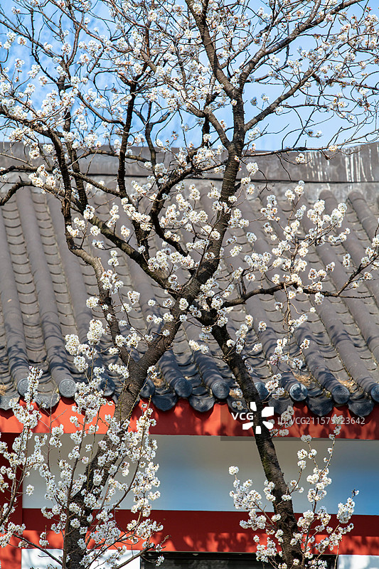 南京玄武湖公园樱洲樱桃园春天樱花盛开图片素材
