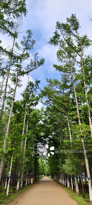 长春百木园，落叶松图片素材