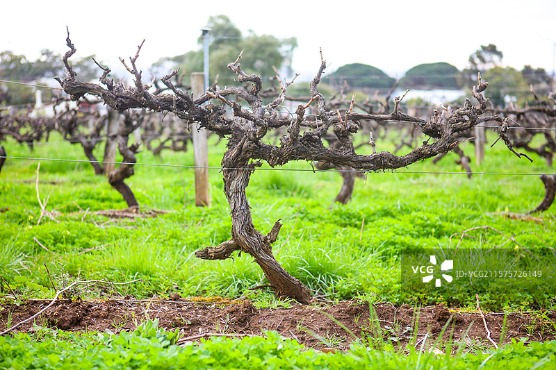 澳大利亚维多利亚洲的阿德莱德葡萄酒庄园图片素材