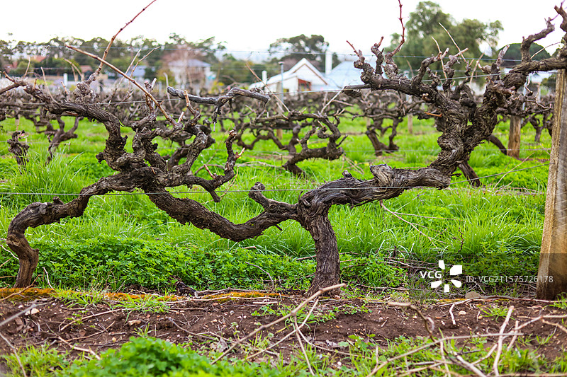 澳大利亚维多利亚洲的阿德莱德葡萄酒庄园图片素材