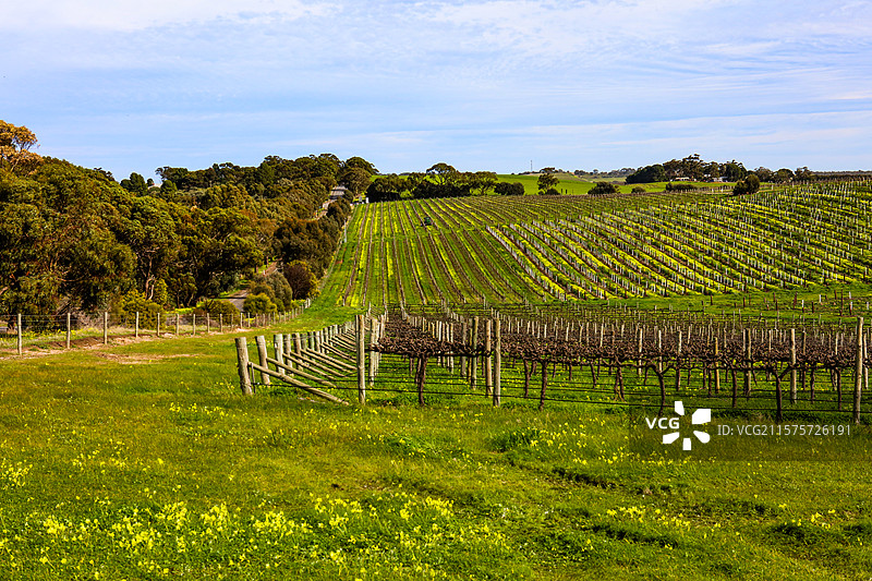 澳大利亚维多利亚洲的阿德莱德葡萄酒庄园图片素材