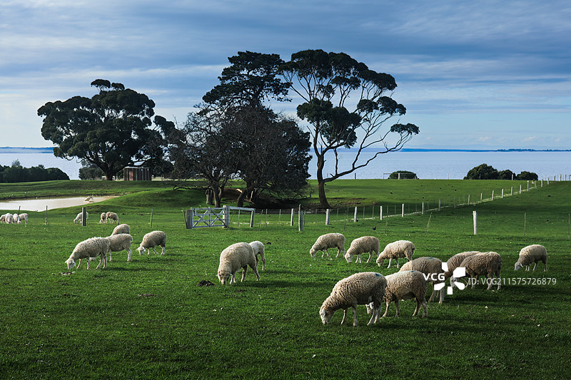 澳大利亚维多利亚洲菲利蒲岛羊群图片素材