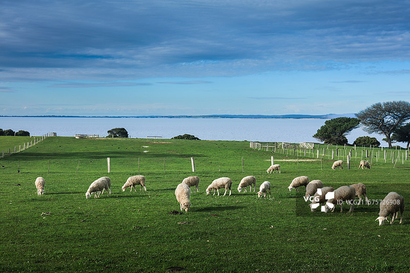 澳大利亚维多利亚洲菲利蒲岛羊群图片素材