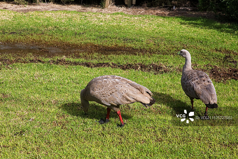 澳大利亚维多利亚洲菲利蒲岛小动物图片素材