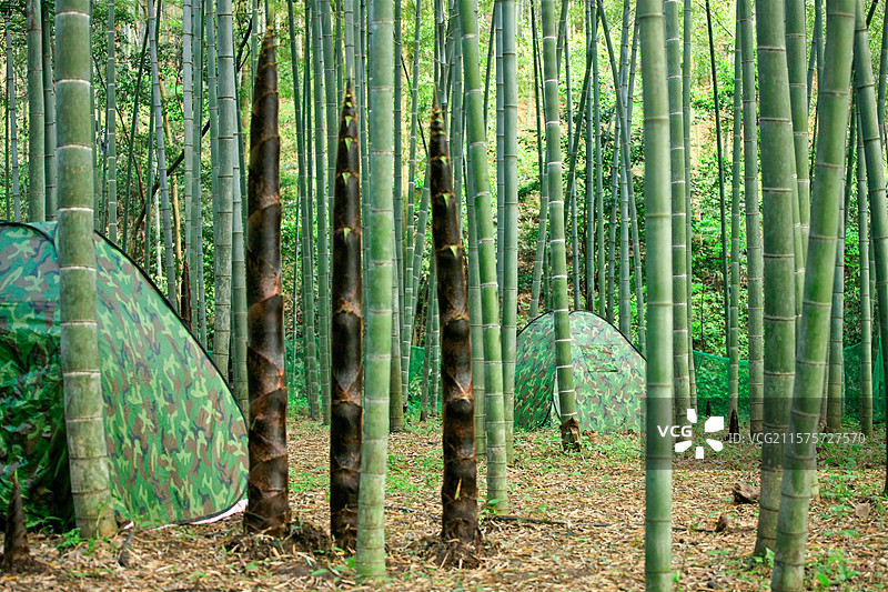 竹林里正在生长的竹子和竹笋图片素材