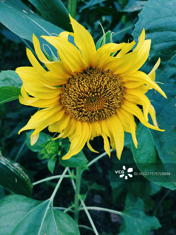 夏季向日葵黄色的花朵太阳花图片素材