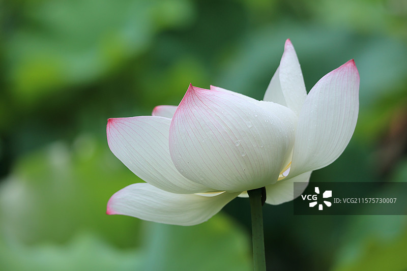 雨中盛开的舞妃莲荷花图片素材