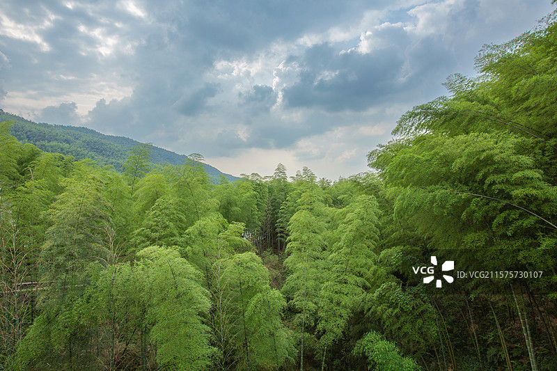兴文僰王山景区蓝天映衬竹林美景图片素材