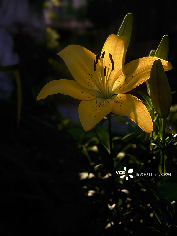 黄色百合图片素材