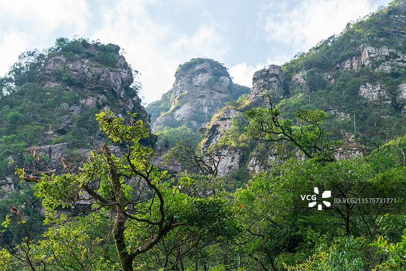 船底顶的原始森林图片素材