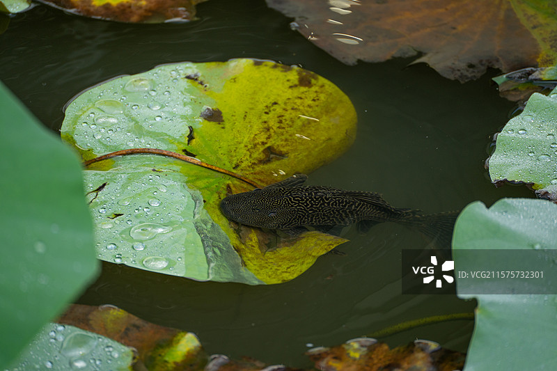 趴在荷叶上的生物入侵物种清道夫图片素材