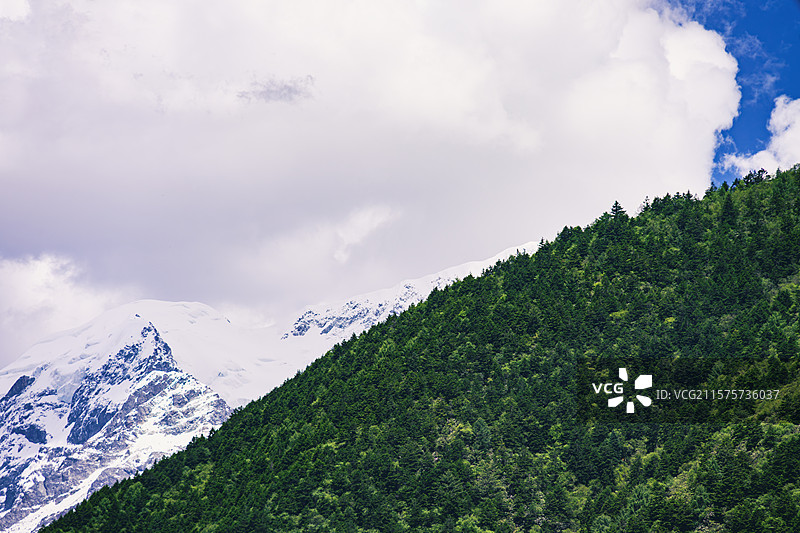 离雪最近的森林图片素材