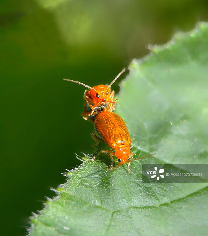 爱恋中的黄守瓜图片素材