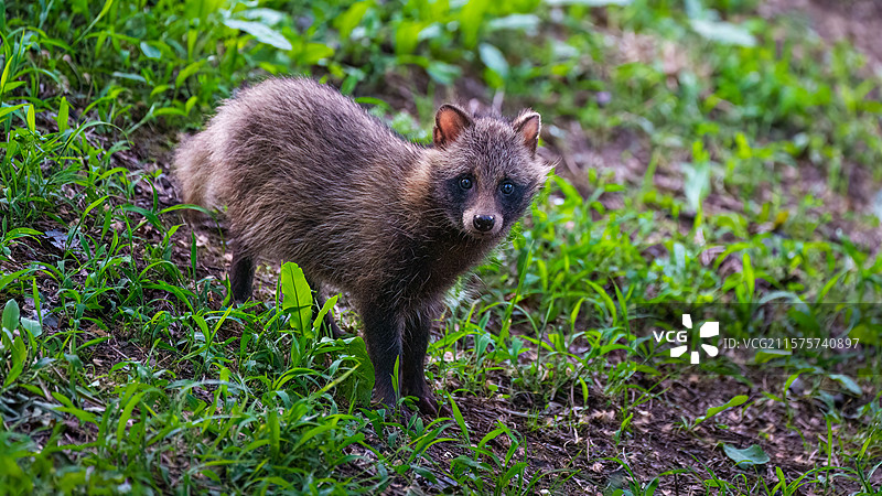 貉#野生动物#成语：一丘之貉的貉图片素材