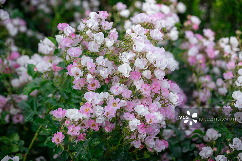 马德里丽池公园图片素材