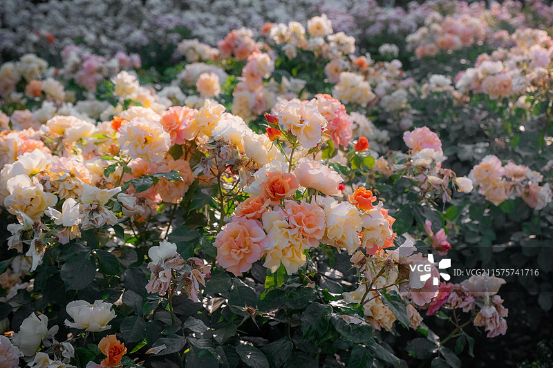 马德里丽池公园图片素材