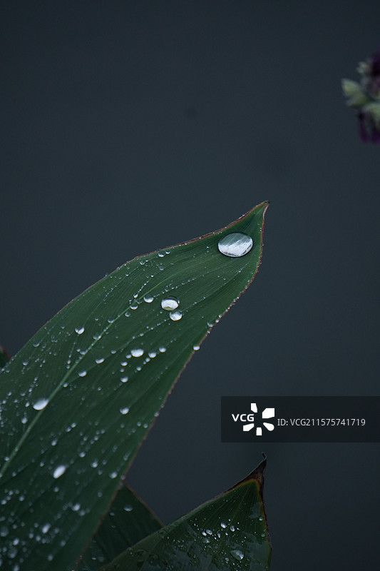 叶片上的雨珠图片素材
