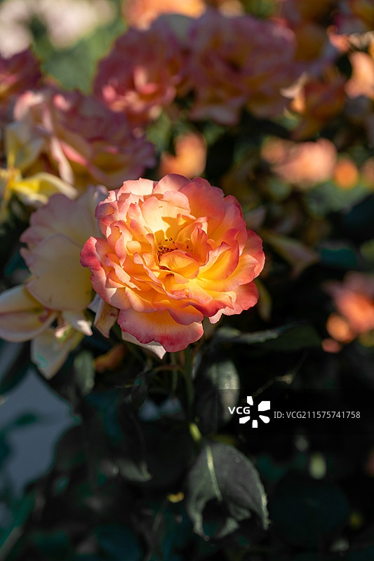 马德里丽池公园图片素材