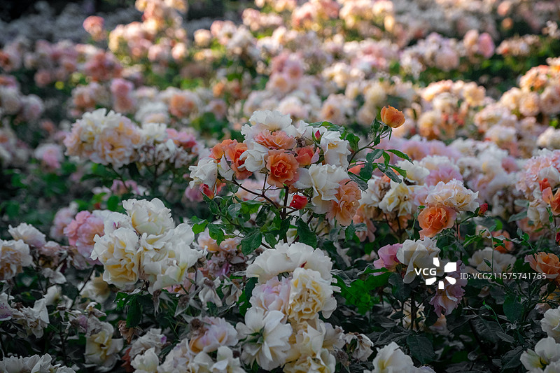 马德里丽池公园图片素材