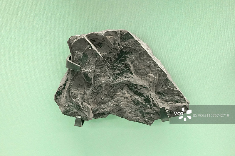 那托斯特网叶蕨 国家自然博物馆植物世界展厅图片素材