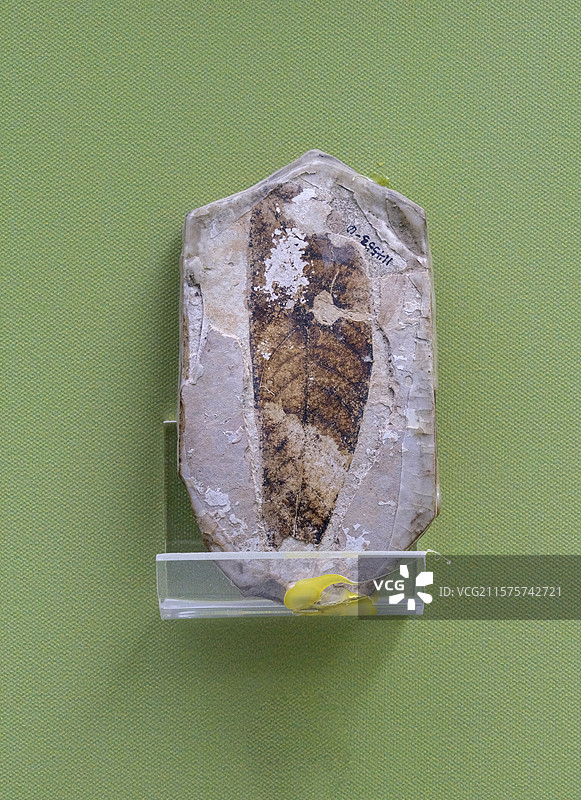 小叶木姜子 国家自然博物馆植物世界展厅图片素材