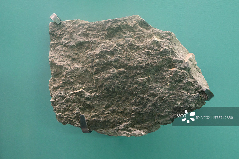 楔叶属植物 国家自然博物馆植物世界展厅图片素材