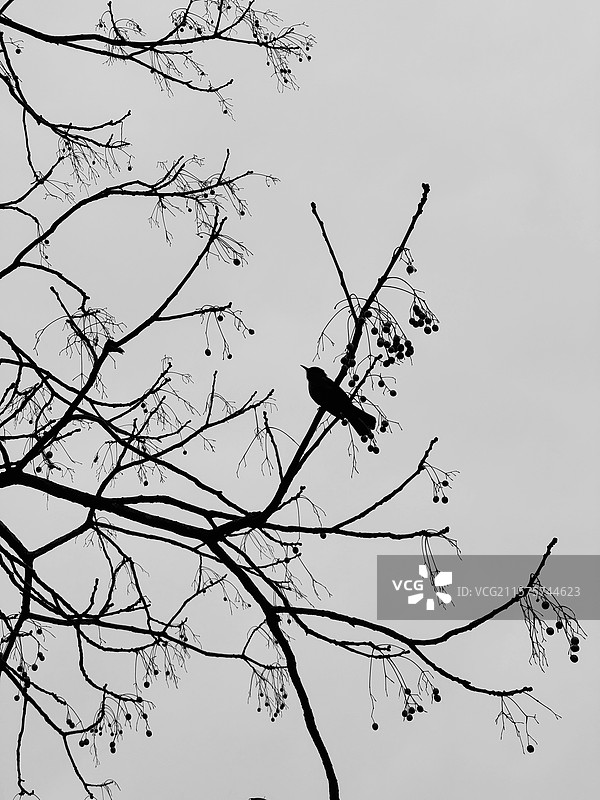 藏在树枝里的鸟影图片素材