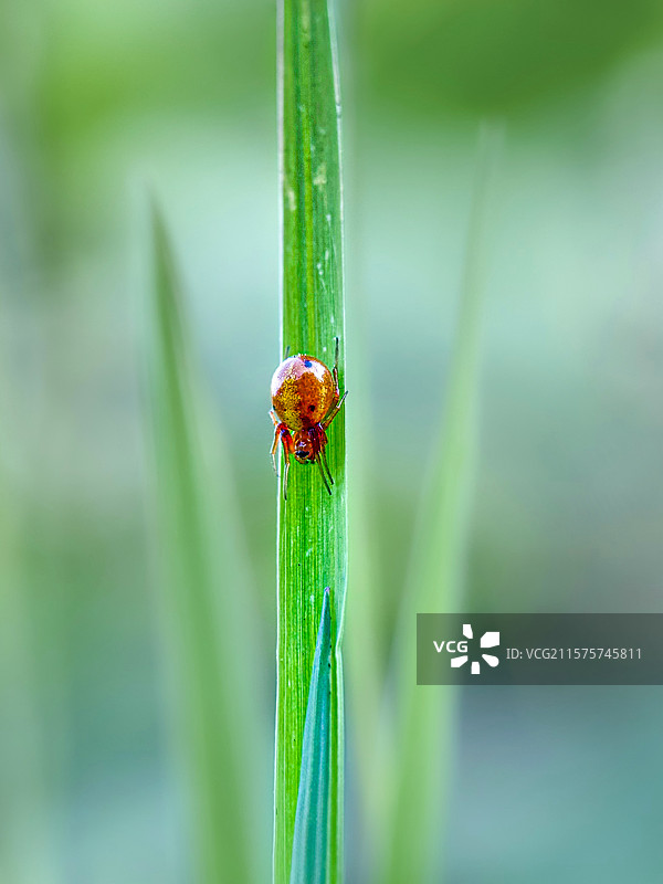 红蜘蛛图片素材