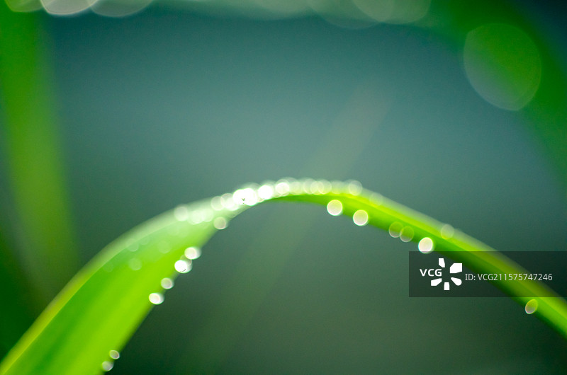 雨后芦苇叶上的水珠图片素材
