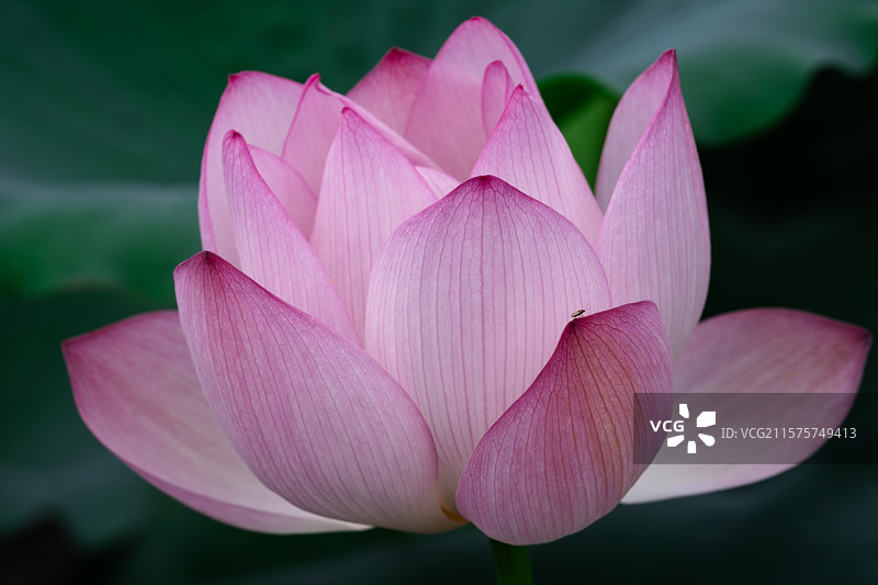 深圳洪湖公园莲花，佛教中的神圣之花图片素材