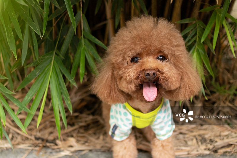 咖色宠物狗小型犬，玩具贵宾犬泰迪狗，动物肖像特写图片素材