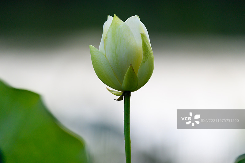 含苞待放的白色荷花花苞特写镜头图片素材