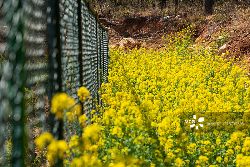 栅栏外的黄花图片素材