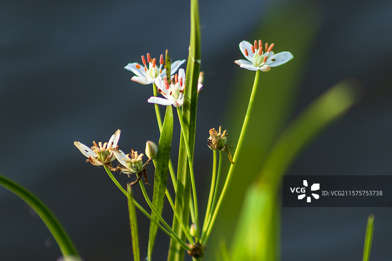 花蔺特写图片素材