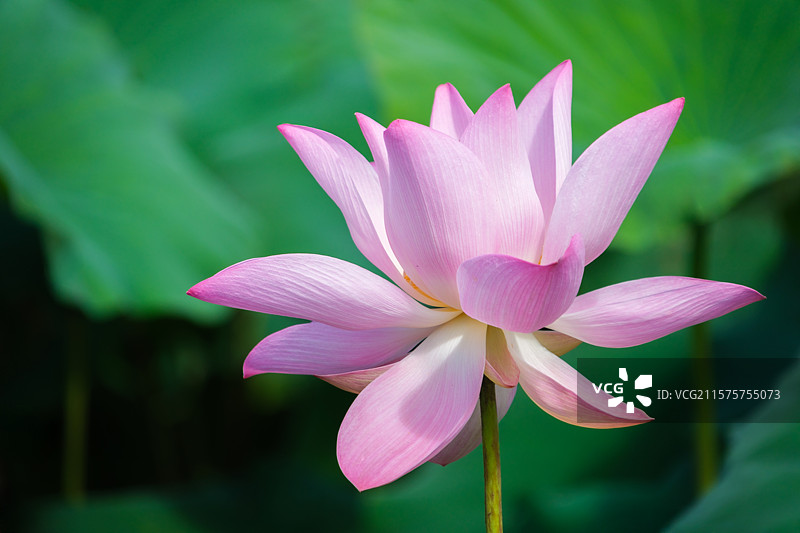 接天莲叶无穷碧，映日荷花别样红图片素材