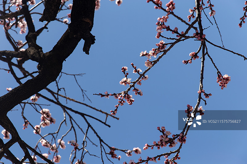 故宫寿康门杏花绽放图片素材