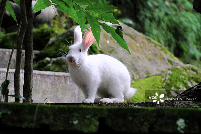 叱石山偶遇的兔子图片素材
