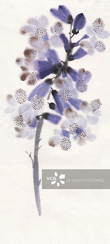泡桐花国画插画图片素材