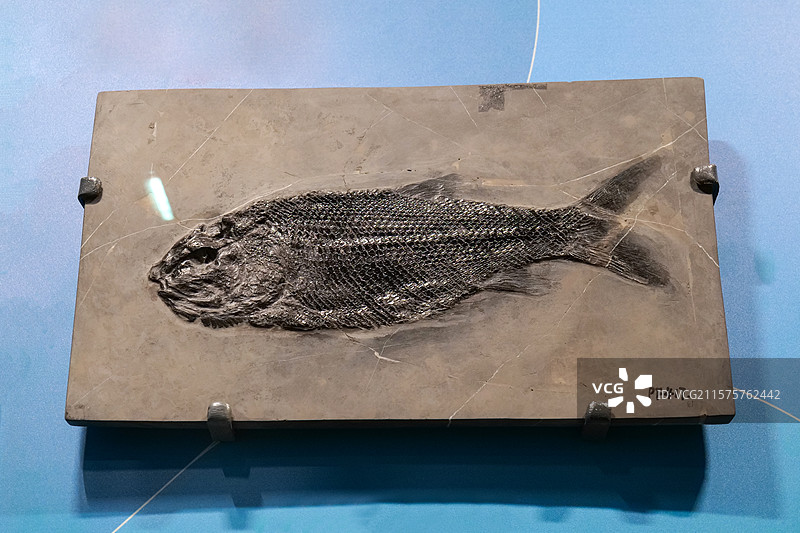 兴义亚洲鳞齿鱼（辐鳍鱼类） 三叠纪时代 云南曲靖产 国家自然博物馆古爬行动物厅图片素材