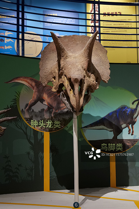 皱褶三角龙（角龙类） 国家自然博物馆古爬行动物厅图片素材