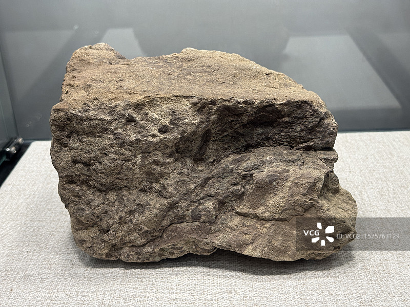 上海自然博物馆--中国恐龙大展--马门溪龙皮肤印痕化石（晚侏罗世）图片素材